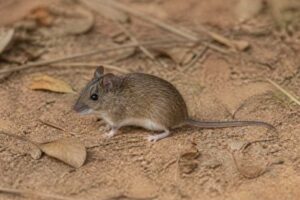 Image of a Paraguayan Akodont in its natural habitat