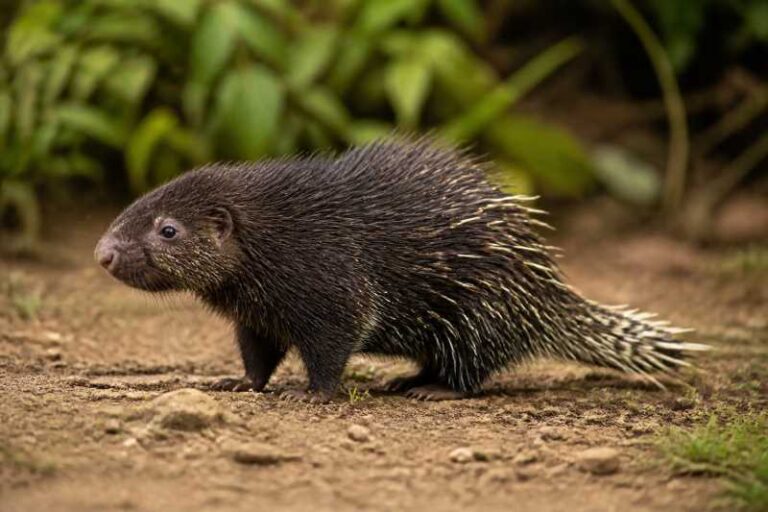 Image of a Paraguayan Hairy Dwarf Porcupine in its natural habitat