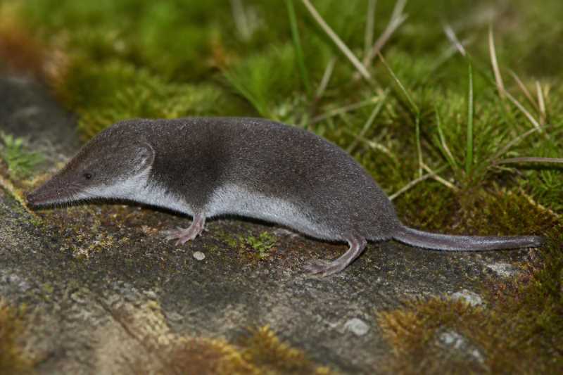 Image of a Paramushir Shrew in its natural habitat