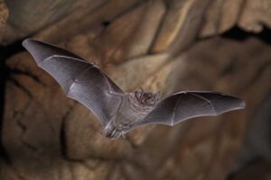 Image of a Paraná River Mastiff Bat in its natural habitat