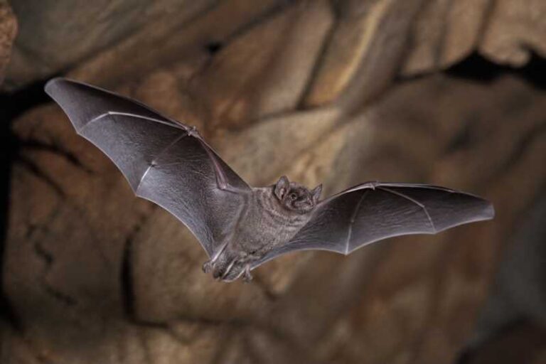 Image of a Paraná River Mastiff Bat in its natural habitat