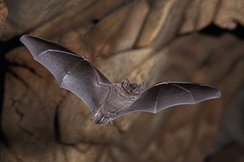 Image of a Paraná River Mastiff Bat in its natural habitat