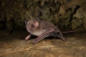 Image of a Patrizi's Trident Roundleaf Bat in its natural habitat