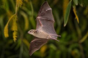 Image of a Patton's Nectar Bat in its natural habitat