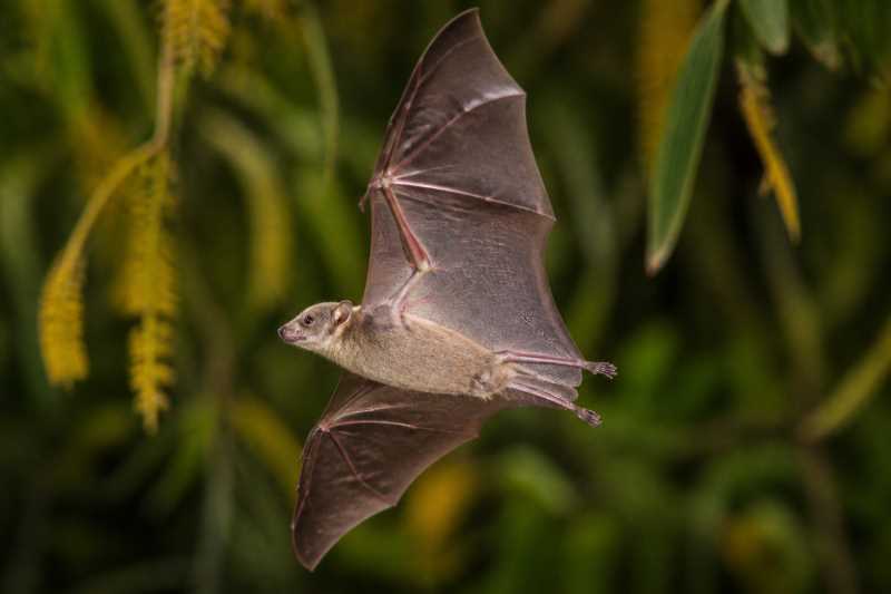Image of a Patton's Nectar Bat in its natural habitat