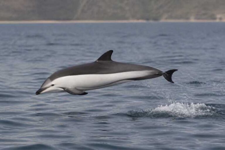 Image of a Peale's Dolphin in its natural habitat