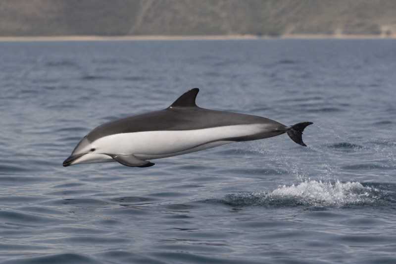 Image of a Peale's Dolphin in its natural habitat