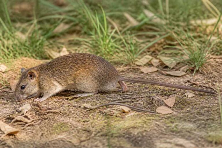 Image of a Peleng Island Xanthurus Rat in its natural habitat