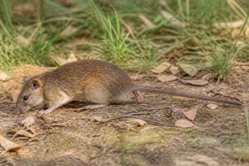 Image of a Peleng Island Xanthurus Rat in its natural habitat