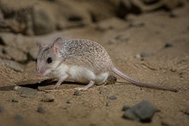 Image of a Percival's Spiny Mouse in its natural habitat