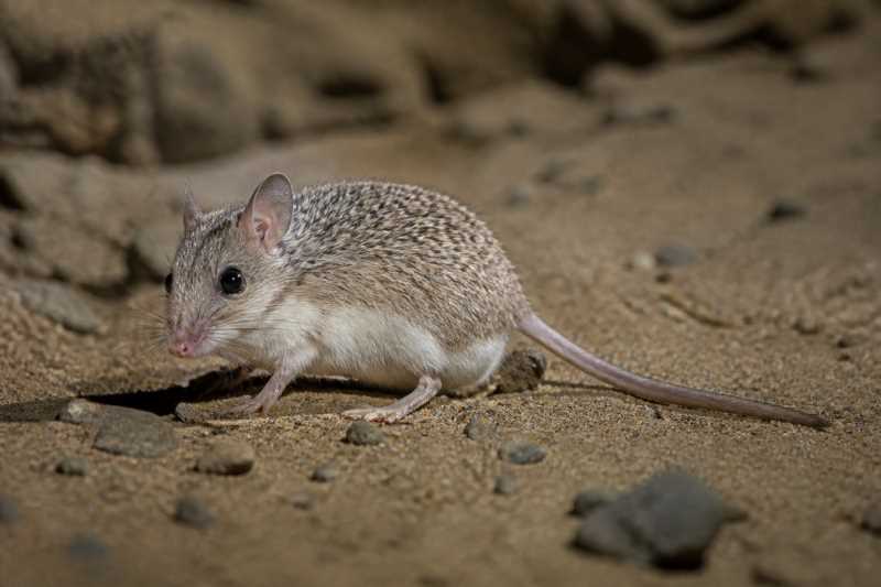 Image of a Percival's Spiny Mouse in its natural habitat