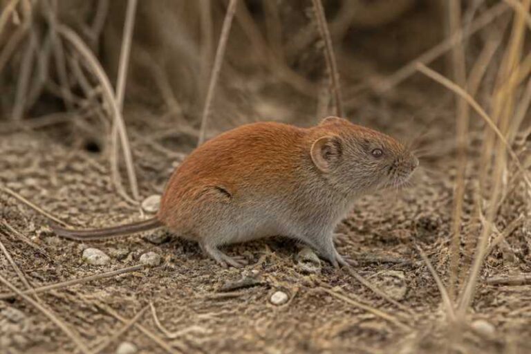 Image of a Pere David's Red-backed Vole in its natural habitat