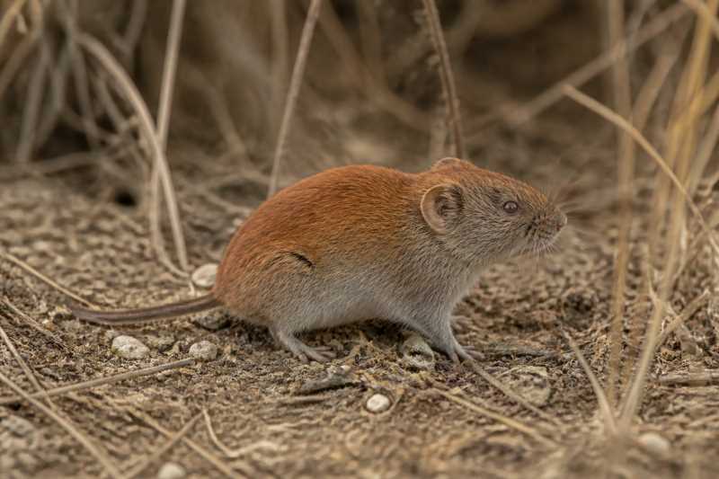 Image of a Pere David's Red-backed Vole in its natural habitat