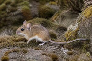 Image of a Perote Deermouse in its natural habitat