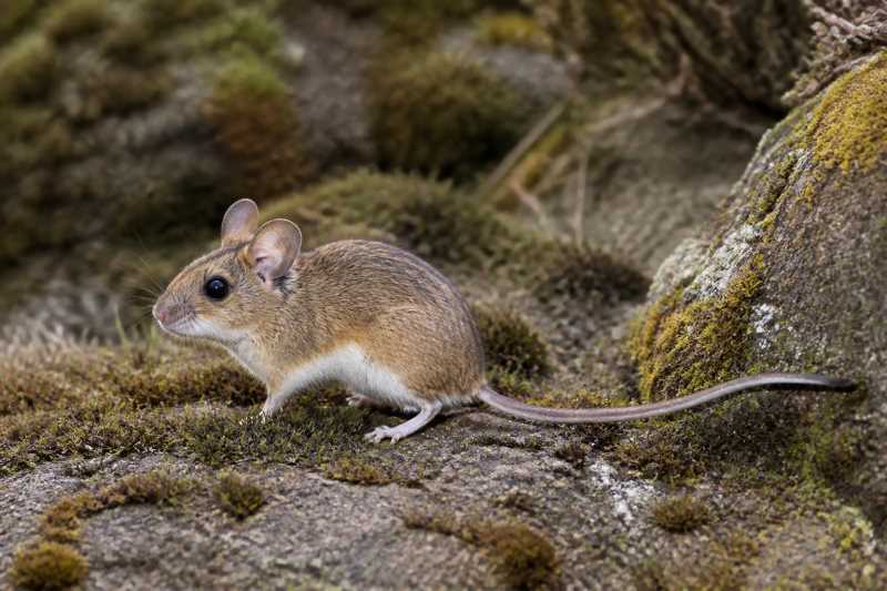 Image of a Perote Deermouse in its natural habitat