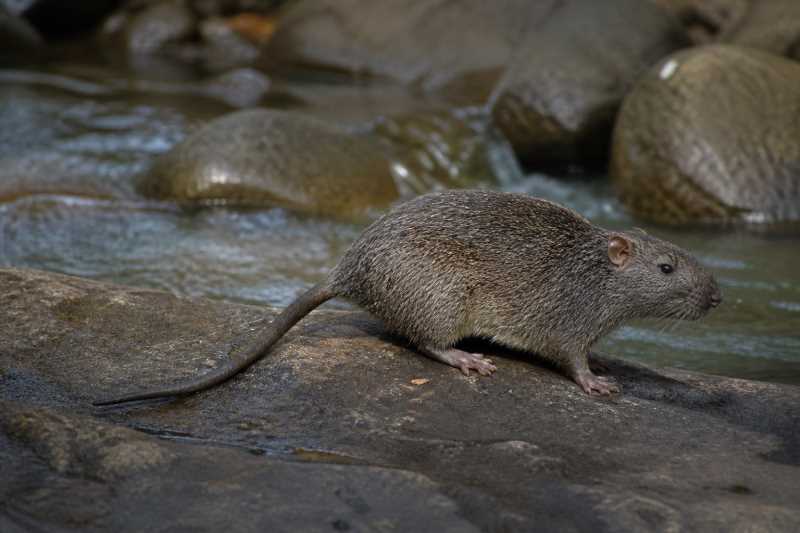 Image of a Peruvian Fish-eating Rat in its natural habitat