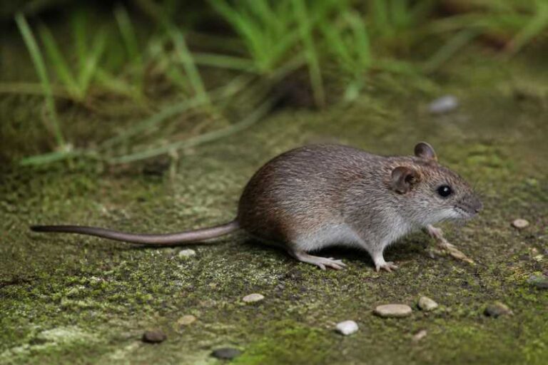 Image of a Peruvian Rice Rat in its natural habitat