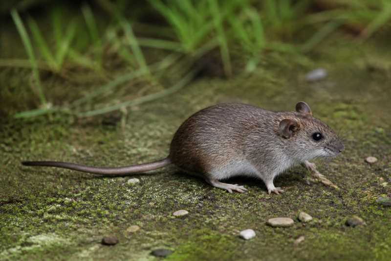 Image of a Peruvian Rice Rat in its natural habitat