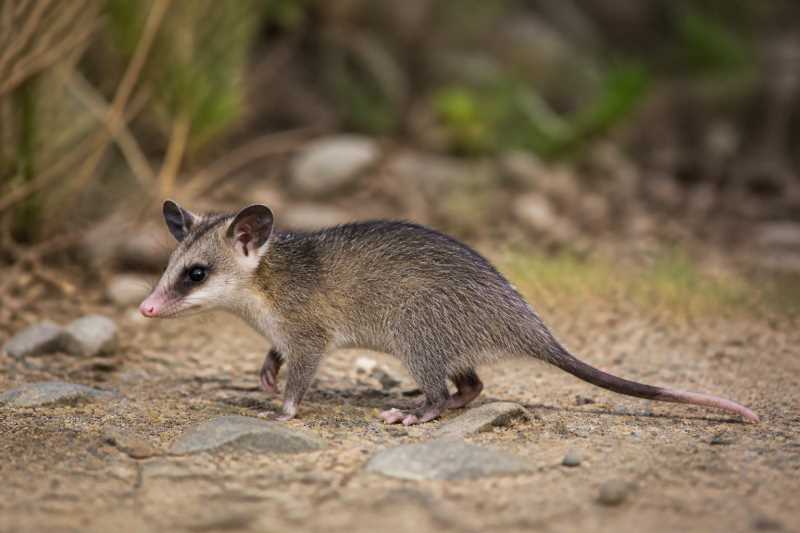 Image of a Peruvian Short-tailed Opossum in its natural habitat