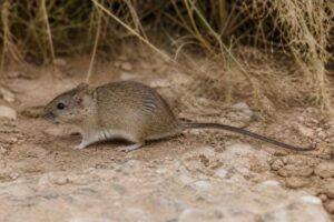 Image of a Peruvian Vesper Mouse in its natural habitat