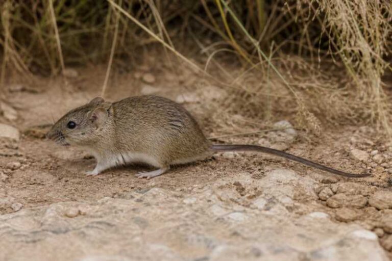 Image of a Peruvian Vesper Mouse in its natural habitat