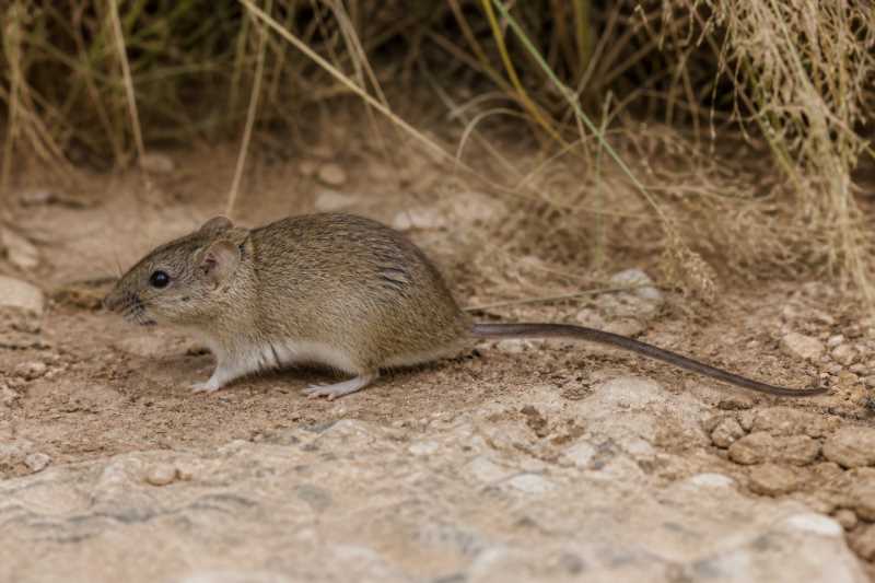 Image of a Peruvian Vesper Mouse in its natural habitat