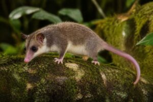 Image of a Peruvian Woolly Mouse Opossum in its natural habitat