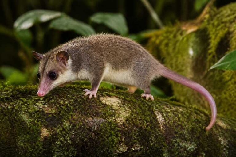 Image of a Peruvian Woolly Mouse Opossum in its natural habitat