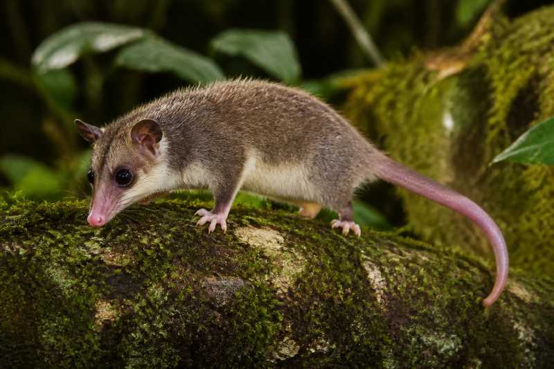 Image of a Peruvian Woolly Mouse Opossum in its natural habitat