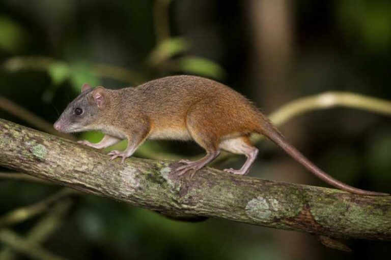 Image of a Peters's Climbing Rat in its natural habitat