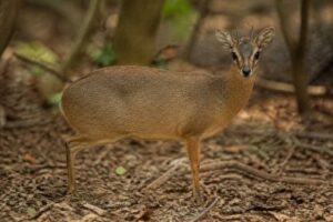 Image of a Peters's Duiker in its natural habitat