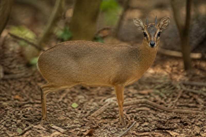 Image of a Peters's Duiker in its natural habitat
