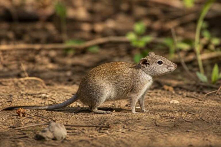 Image of a Petter's Tateril in its natural habitat