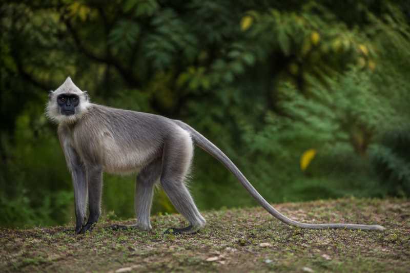 Image of a Phayre's Langur in its natural habitat