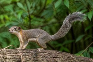 Image of a Phayre's Squirrel in its natural habitat