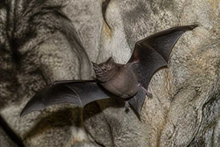 Image of a Philippine Dusky Roundleaf Bat in its natural habitat