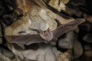 Image of a Philippine Forest Horseshoe Bat in its natural habitat