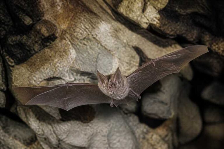 Image of a Philippine Forest Horseshoe Bat in its natural habitat
