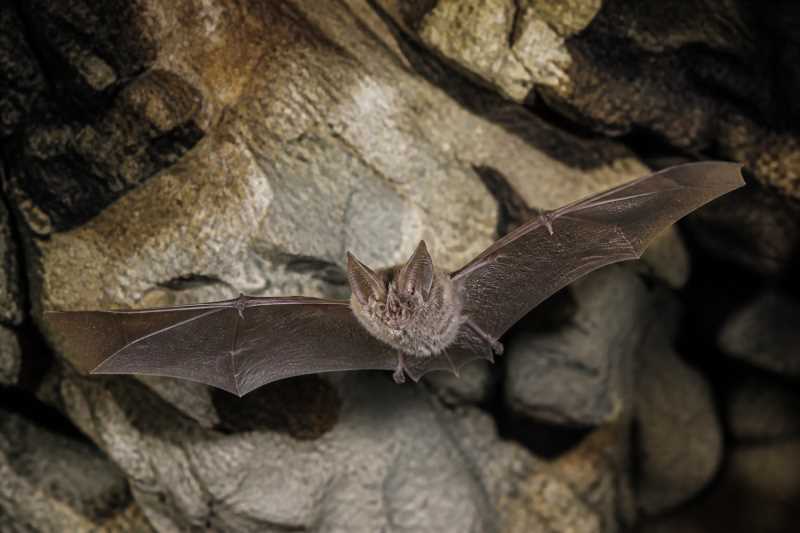 Image of a Philippine Forest Horseshoe Bat in its natural habitat