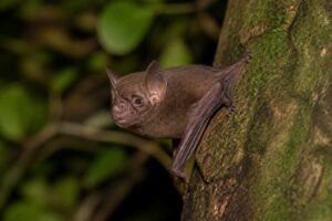 Image of a Philippine Forest Roundleaf Bat in its natural habitat