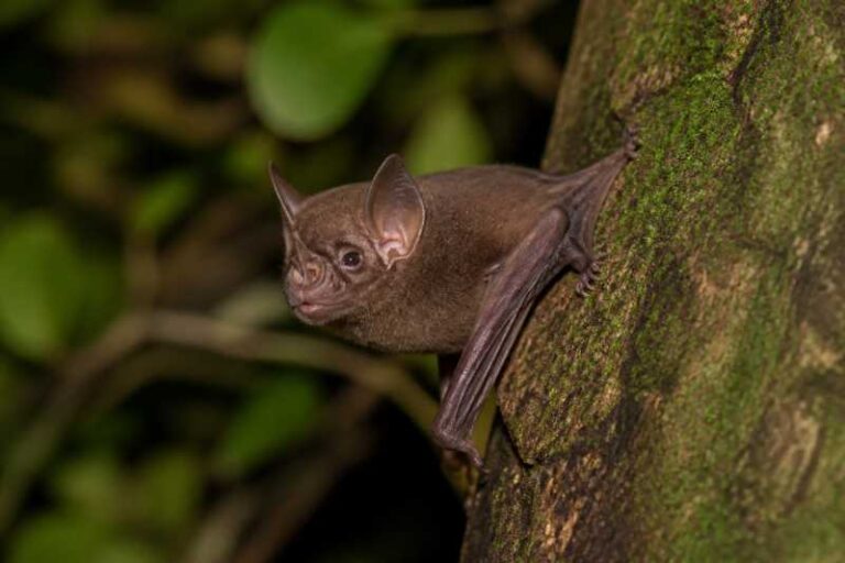 Image of a Philippine Forest Roundleaf Bat in its natural habitat