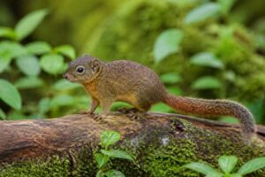 Image of a Philippine Pygmy Squirrel in its natural habitat