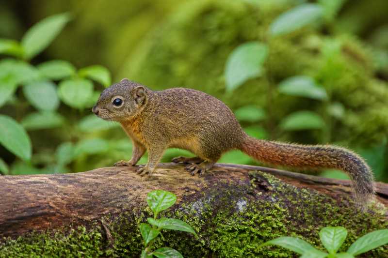 Image of a Philippine Pygmy Squirrel in its natural habitat