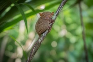 Image of a Philippine Tarsier in its natural habitat