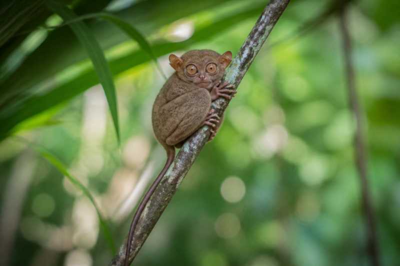 Image of a Philippine Tarsier in its natural habitat