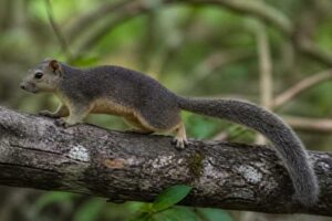 Image of a Philippine Tree Squirrel in its natural habitat
