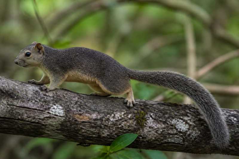 Image of a Philippine Tree Squirrel in its natural habitat