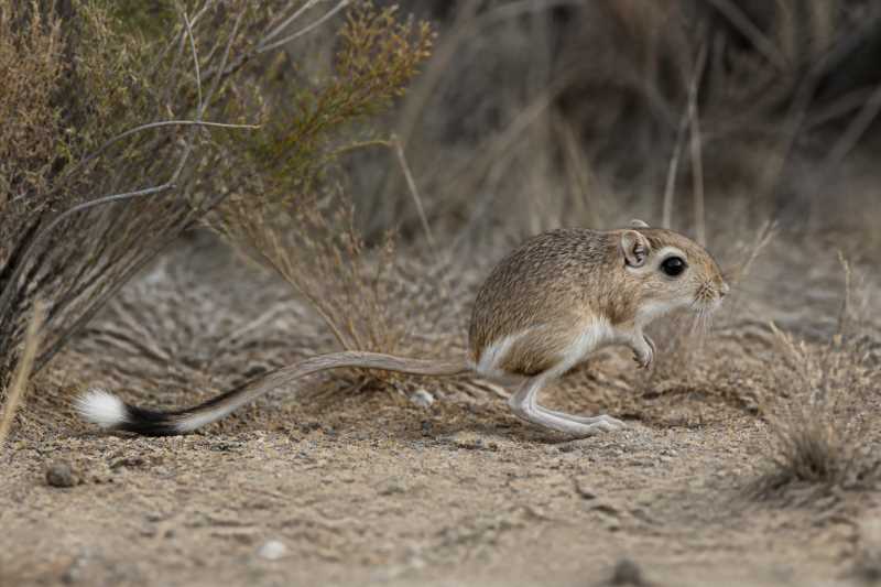 Image of a Phillips's Kangaroo Rat in its natural habitat