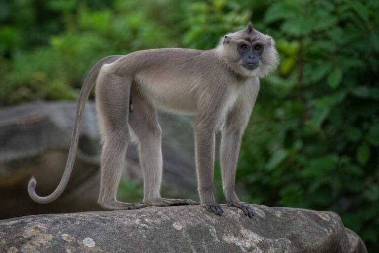 Image of a Pig-tailed Langur in its natural habitat