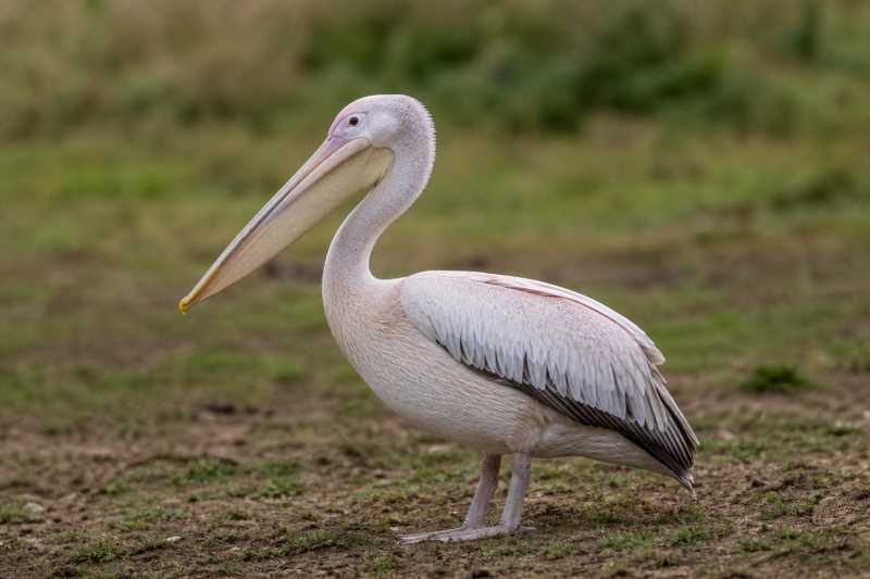 Image of a Pink-backed Pelican in its natural habitat